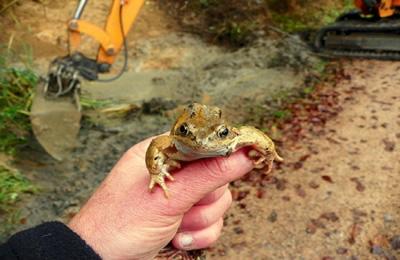 Grasfrosch