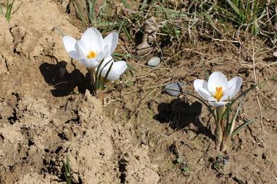 Wildkrokus