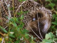 igel1