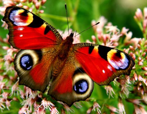 Peter Bialas - Fotolia.com_553016_L
