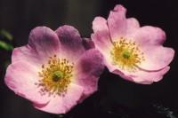 wildrose